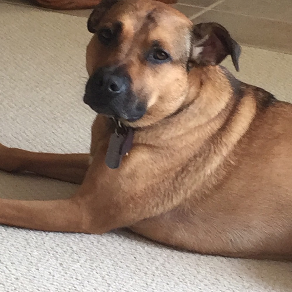 Meet your Posher, Shelby